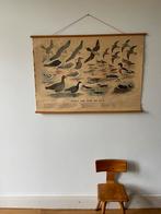 Vintage schoolplaat vogels van duin tot kust, Antiek en Kunst, Ophalen