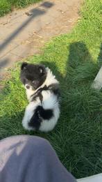 Zwart Wit Pomeranian Pomeriaan Pup Reutje, Dieren en Toebehoren, Keeshond, Reu, 8 tot 15 weken, Eén hond