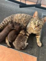 Jonge kittens zeer lief en zindelijk.Gratis ., Geslacht onbekend, Kortharig