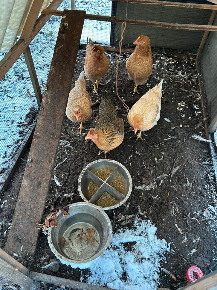 Groenlegger hennen groot (3x), Dieren en Toebehoren, Pluimvee, Kip, Vrouwelijk