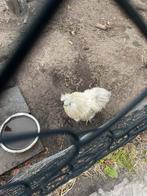 Zijdehoen haan gratis ophalen, Dieren en Toebehoren, Pluimvee, Mannelijk, Kip