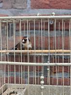 Parva putter man, Dieren en Toebehoren, Vogels | Overige Vogels, Mannelijk, Wildzangvogel