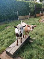 Bambi en Bèèèèèrt, Dieren en Toebehoren, Schapen, Geiten en Varkens, Meerdere dieren, Geit