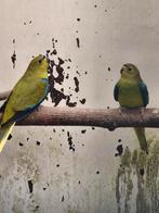 Elegant parkieten wildkleur, Dieren en Toebehoren, Vogels | Parkieten en Papegaaien, Meerdere dieren, Parkiet