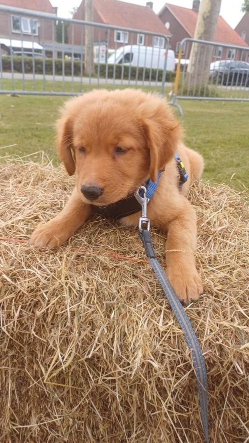 Verkocht, Dieren en Toebehoren, Honden | Niet-rashonden, Teef, Particulier, Eén hond, Nederland, 8 tot 15 weken, CDV (hondenziekte)
