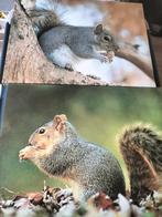 2 leuke houten canvas eekhoorn schilderijen, Ophalen, Minder dan 50 cm, Gebruikt, Schilderij