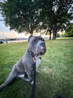 Bully xxl, Dieren en Toebehoren, Particulier, 1 tot 2 jaar, Buitenland, Parvo