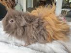 Lunkarya cavia beer, Cavia, Juni, Mannelijk, Tam