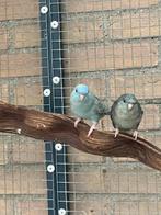 Koppel catharina parkieten, Dieren en Toebehoren, Vogels | Parkieten en Papegaaien, Meerdere dieren, Parkiet
