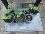 Pompoen/courgette plantjes, Tuin en Terras, Planten | Tuinplanten, Ophalen, Volle zon, Groenteplanten, Eenjarig