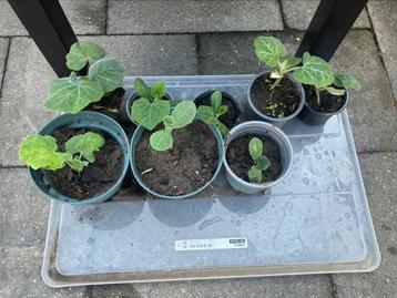 Pompoen/courgette plantjes beschikbaar voor biedingen