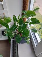 Syngonium albo variegata, Huis en Inrichting, Kamerplanten, Ophalen of Verzenden, Overige soorten, Minder dan 100 cm