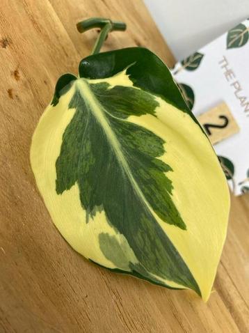Philodendron Rio Stek #2 beschikbaar voor biedingen
