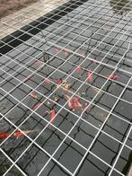 Gratis grote goudvissen op te halen., Dieren en Toebehoren, Vissen | Vijvervissen, Goudvis(sen)