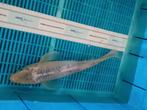 Diverse soorten koikarper  Maat 40/45 cm, Karper of Koi