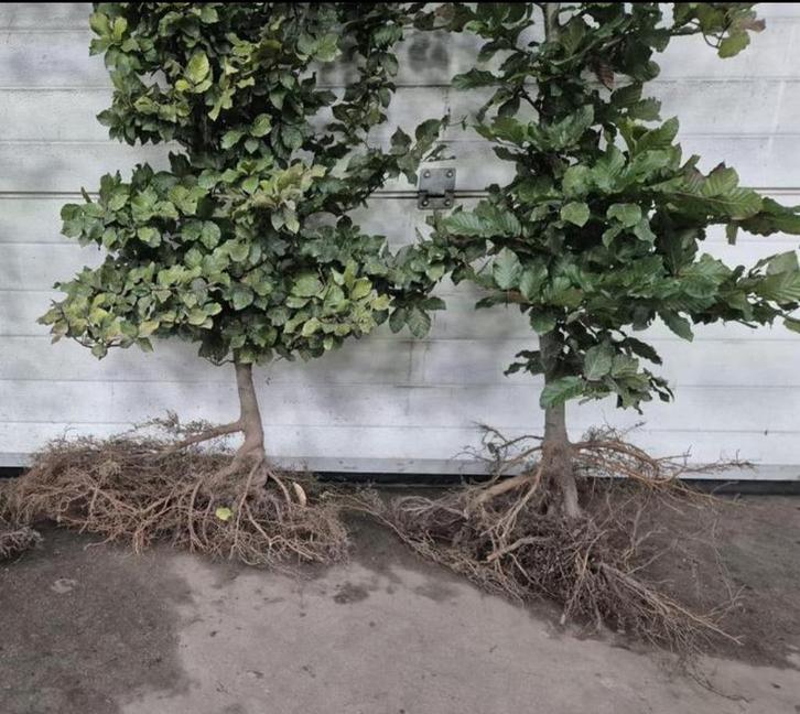 Groene beukenhaag fagus, Tuin en Terras, Planten | Tuinplanten, Volle zon, Ophalen of Verzenden