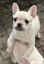 Franse Bulldog pups met lange neus – gezond en speels, Particulier, Rabiës (hondsdolheid), 8 tot 15 weken, Buitenland