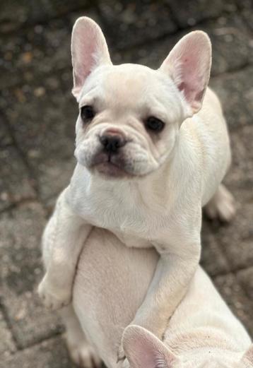 Franse Bulldog pups met lange neus – gezond en speels
 beschikbaar voor biedingen
