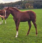 Comme il faut x Diamant de Semilly x Calvados, Dieren en Toebehoren, Paarden, Merrie, 0 tot 2 jaar