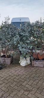 eucalyptus struik, Tuin en Terras, Planten | Bomen, Overige soorten, Ophalen