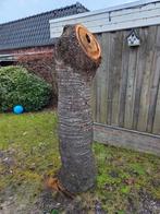 Kersenhout, Minder dan 25 mm, Ophalen of Verzenden, Plank, Minder dan 200 cm