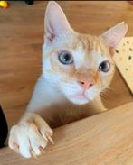 Knappe Red Point Siamees X Ralph (in NL), Dieren en Toebehoren, Katten en Kittens | Overige Katten, Kater, Kortharig, 3 tot 5 jaar