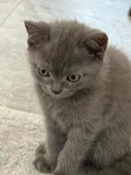 Britse korthaar Kitten, INCL. Alle spullen! Zie omschrijving, Kater, Gechipt, 0 tot 2 jaar