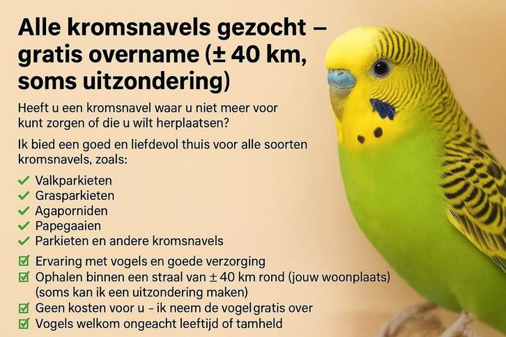 Kromsnavels gezocht, Dieren en Toebehoren, Vogels | Parkieten en Papegaaien, Parkiet, Meerdere dieren