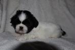 Nog 2 mooie shih tzu pups reutjes, Dieren en Toebehoren, Honden | Chihuahua's en Gezelschapshonden, Overige rassen, 8 tot 15 weken