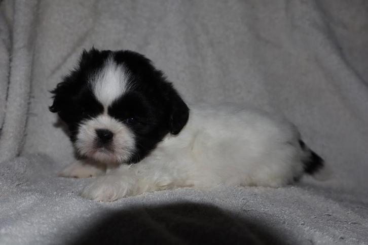 Nog 1 shih tzu pupje (reutje), Dieren en Toebehoren, Honden | Chihuahua's en Gezelschapshonden, Meerdere dieren, Overige rassen