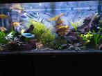 Uitgebreid aquarium Juwel RIO 240, Dieren en Toebehoren, Ophalen, Gebruikt, Leeg aquarium