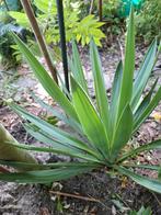 Yucca, Tuin en Terras, Planten | Tuinplanten, Ophalen of Verzenden, Overige soorten, Volle zon