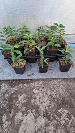 Portugese laurier 15/20 cm leuk om zelf op te kweker, Ophalen of Verzenden, Laurier, Minder dan 100 cm