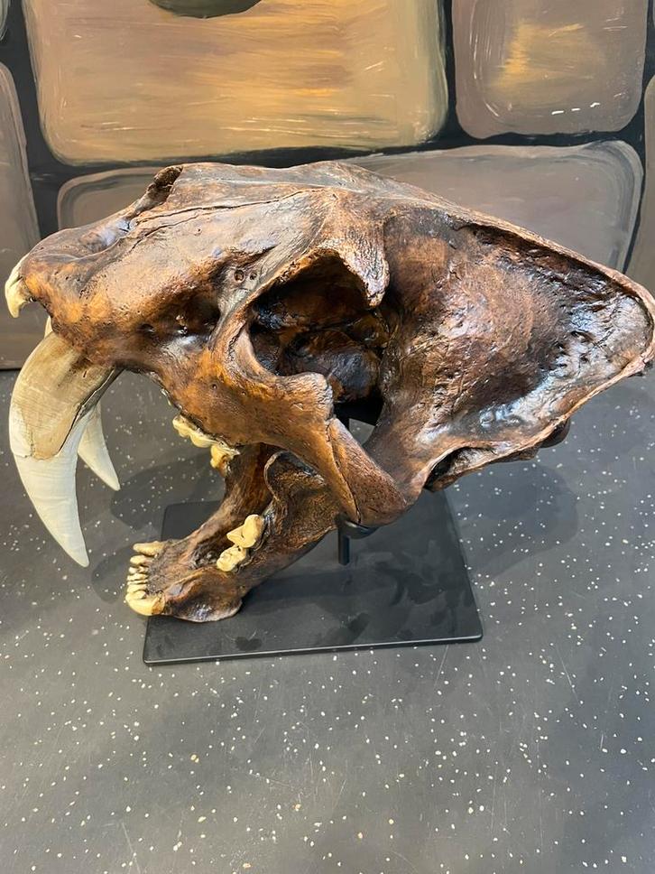 Replica Sabeltandtijger, Verzamelen, Dierenverzamelingen, Nieuw, Schedel, Ophalen of Verzenden