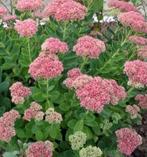 hemelsleutel  De Sedum Herbstfreude, Vaste plant, Halfschaduw, Zomer, Ophalen