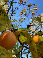 Biologisch Kakifruit uit voedselbos, Diversen, Ophalen of Verzenden