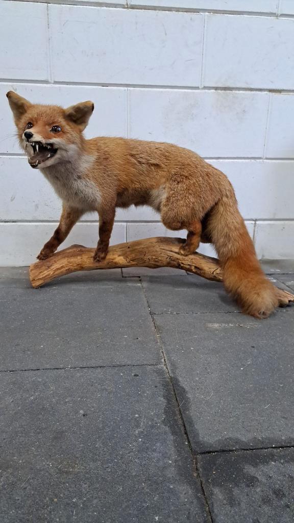 Prachtige opgezette Vos Nieuwstaat! Taxidermie., Verzamelen, Dierenverzamelingen, Zo goed als nieuw, Opgezet dier, Ophalen of Verzenden