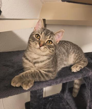 Scottish straight katertje (kitten)  beschikbaar voor biedingen