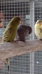 Verschillende blackface grasparkieten, Dieren en Toebehoren, Vogels | Parkieten en Papegaaien, Meerdere dieren, Parkiet, Geringd