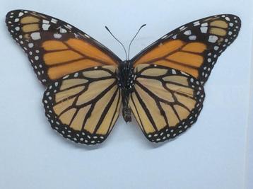 vlinder Danaus Plexippus (monarchvlinder) beschikbaar voor biedingen