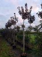 rode Japanse sierkers prunus royal burgundy, Bloeit niet, Halfschaduw, Overige soorten, Ophalen