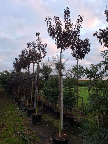 rode Japanse sierkers prunus royal burgundy  beschikbaar voor biedingen