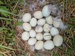 Broedeieren kruising aracauna X Zijdehoen te koop!, Dieren en Toebehoren, Pluimvee, Geslacht onbekend, Kip