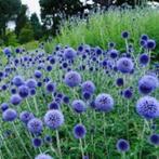 echinops ritro - kogeldistel, Tuin en Terras, Vaste plant, Ophalen