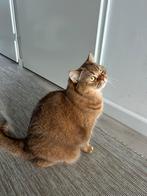 Briste korthaar (rood), Poes