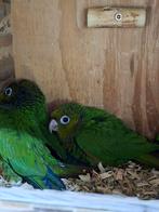 Pyrrhura melanura pacifica., Dieren en Toebehoren, Vogels | Parkieten en Papegaaien, Geslacht onbekend, Parkiet, Geringd