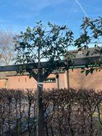 Leilaurier te koop, Tuin en Terras, Planten | Bomen, Leiboom, Ophalen of Verzenden, 250 tot 400 cm, Volle zon