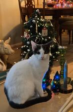 Lieve Sunny van 7 maanden, Dieren en Toebehoren, Poes