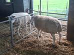Te koop stamboek texelaar ramlam., Mannelijk, Schaap