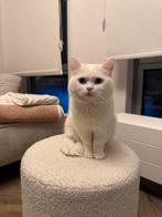 Super lieve kat – 18 maanden – half Ragdoll / half Perzisch, Kater